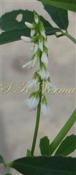   Inflorescences